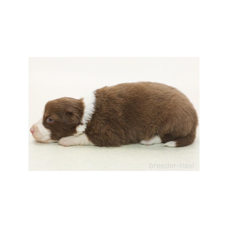 販売中の神奈川県のボーダーコリー-430116の5枚目