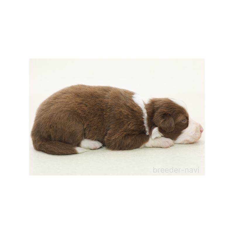 販売中の神奈川県のボーダーコリー-430116の4枚目