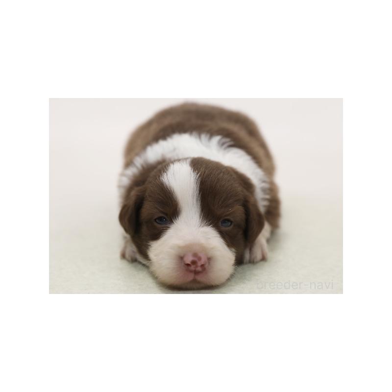 販売中の神奈川県のボーダーコリー-430116の3枚目