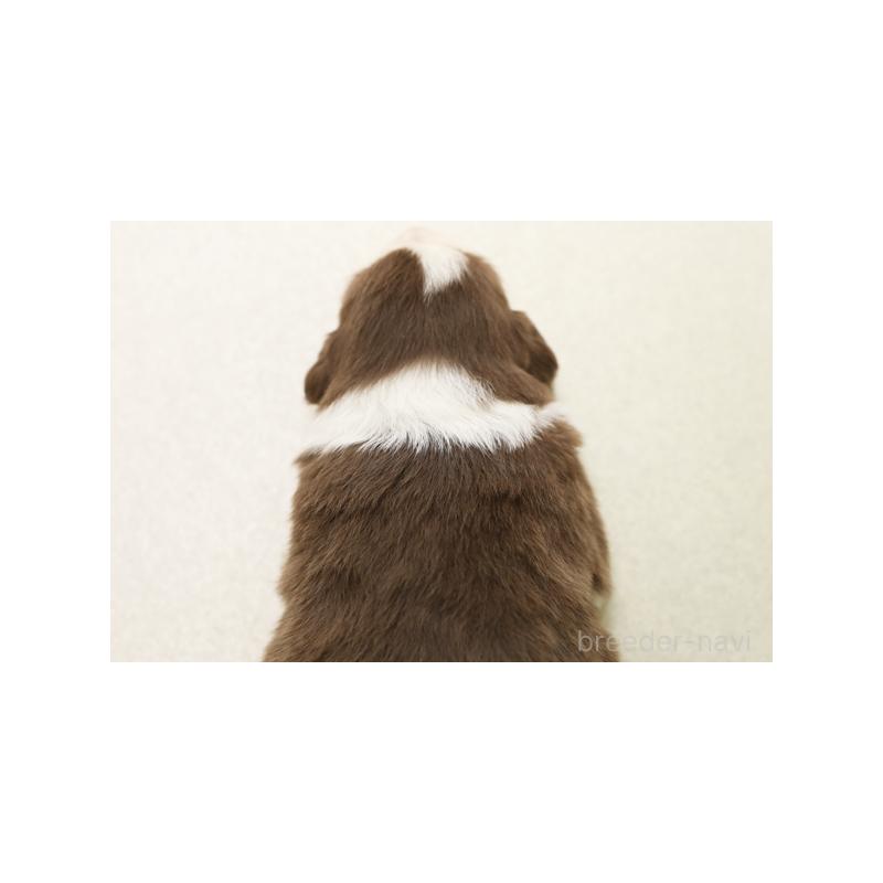 販売中の神奈川県のボーダーコリー-430116の2枚目