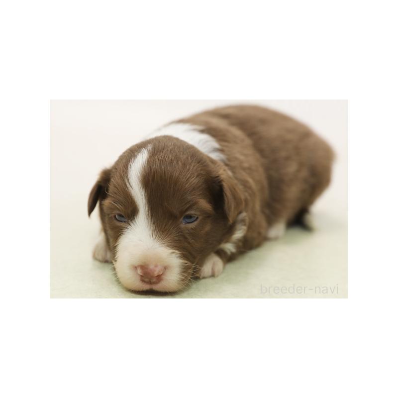 販売中の神奈川県のボーダーコリー-430117の1枚目