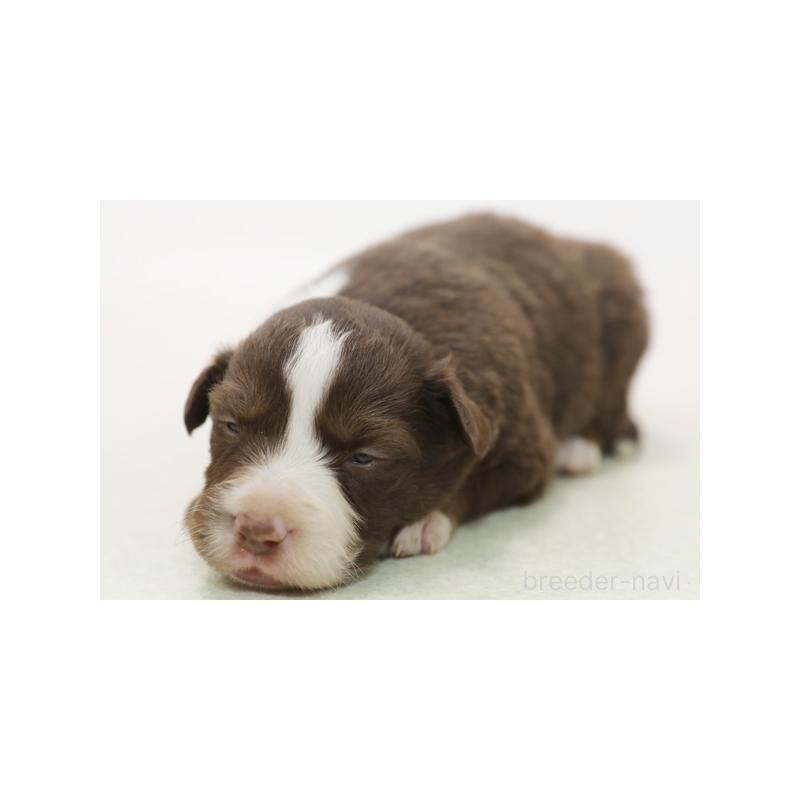 販売中の神奈川県のボーダーコリー-430118