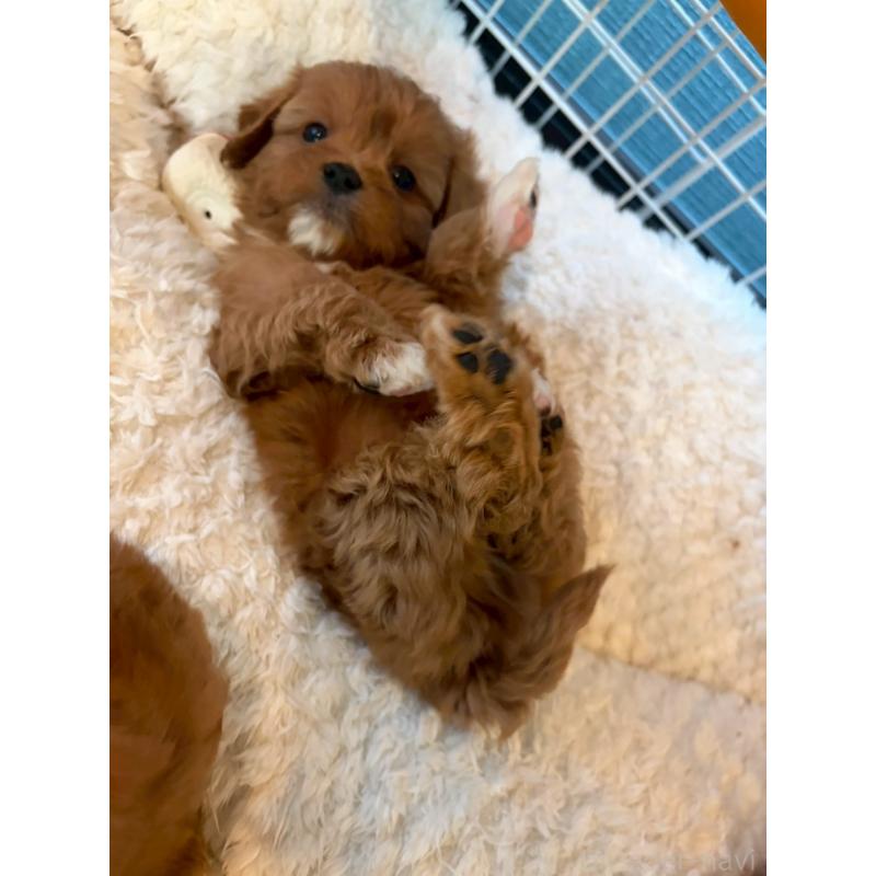 成約済の神奈川県のキャバプー:キャバリア×トイプードル-427095の4枚目