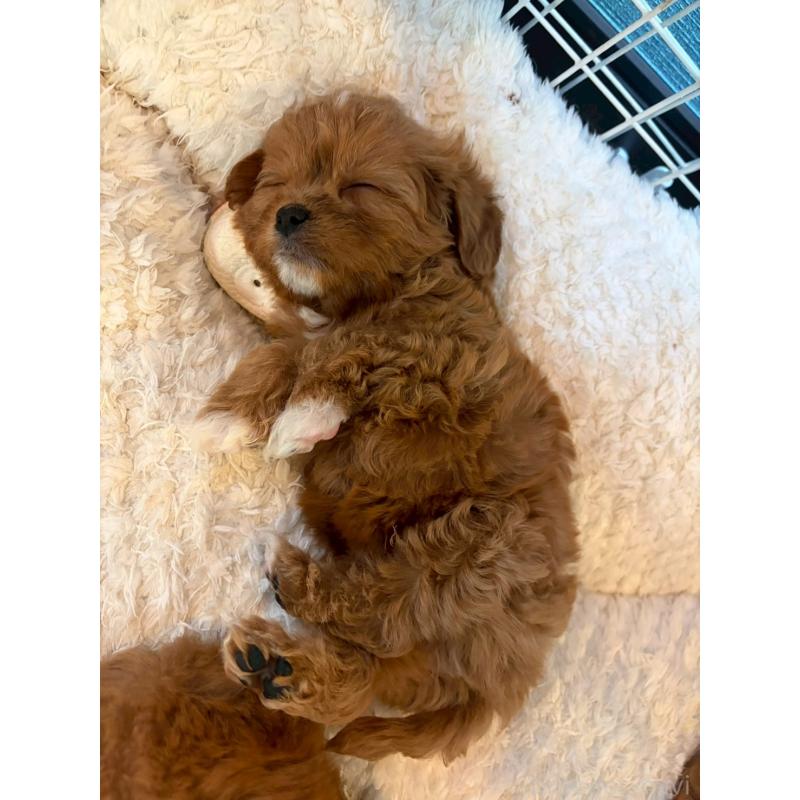 販売中の神奈川県のキャバプー:キャバリア×トイプードル-427095