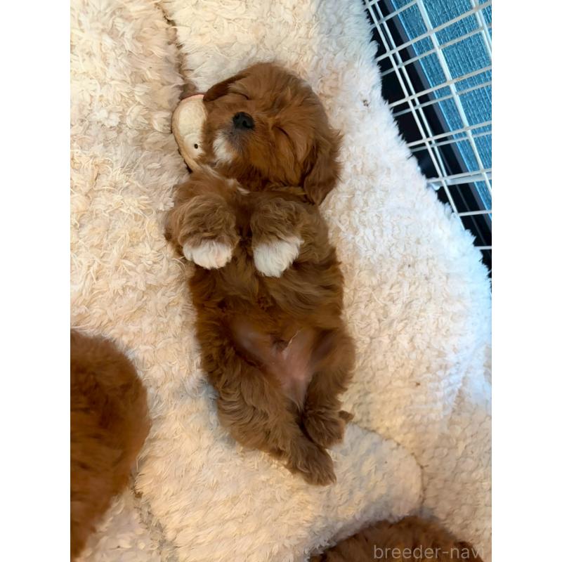 成約済の神奈川県のキャバプー:キャバリア×トイプードル-427095の3枚目