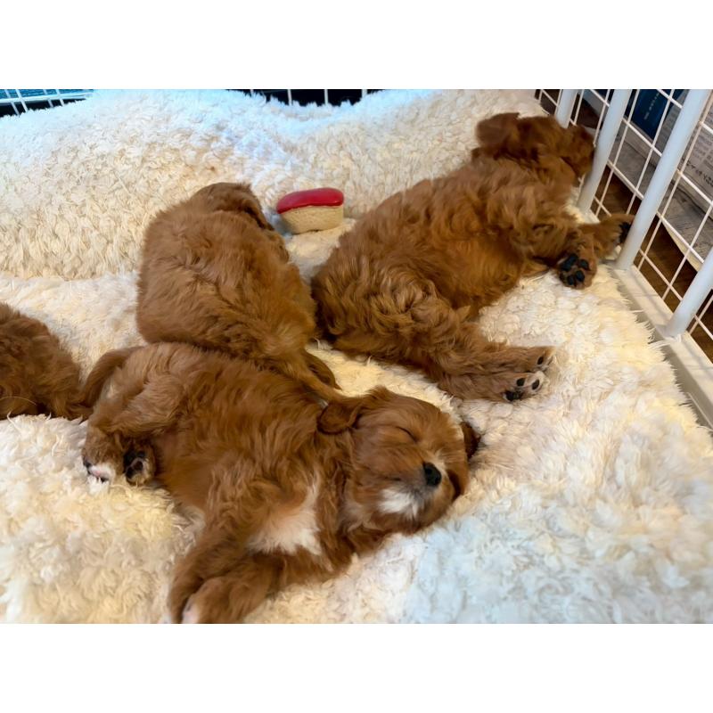 成約済の神奈川県のキャバプー:キャバリア×トイプードル-427095の2枚目