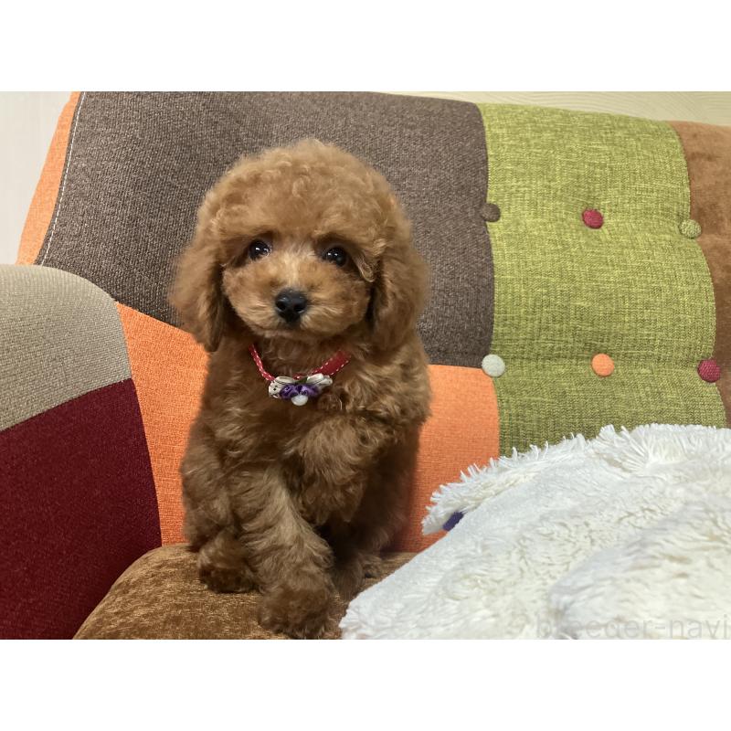 販売中の福岡県のトイプードル-430131の13枚目