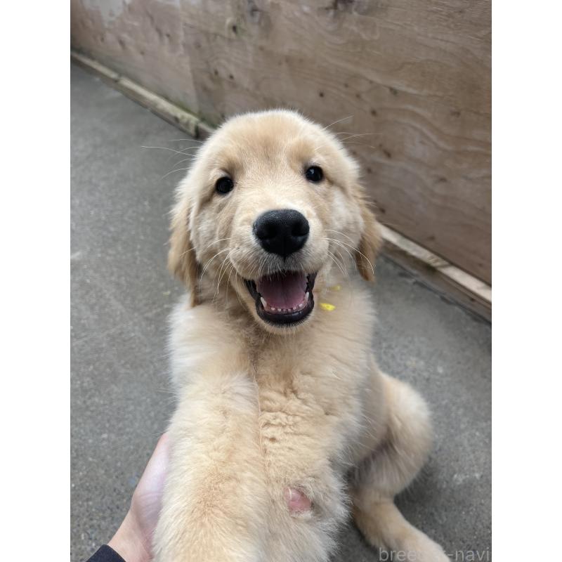 販売中の千葉県のゴールデンレトリーバー-422662の2枚目