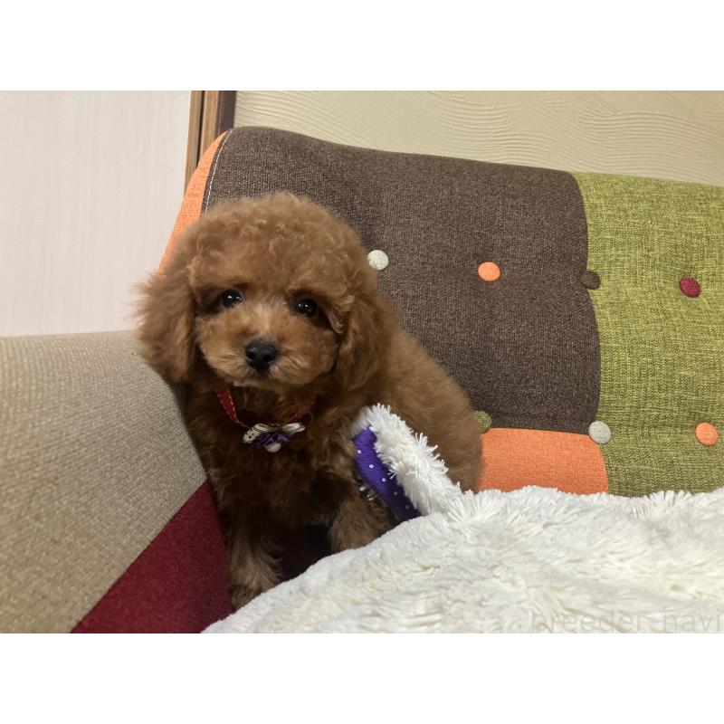 販売中の福岡県のトイプードル-430131の12枚目