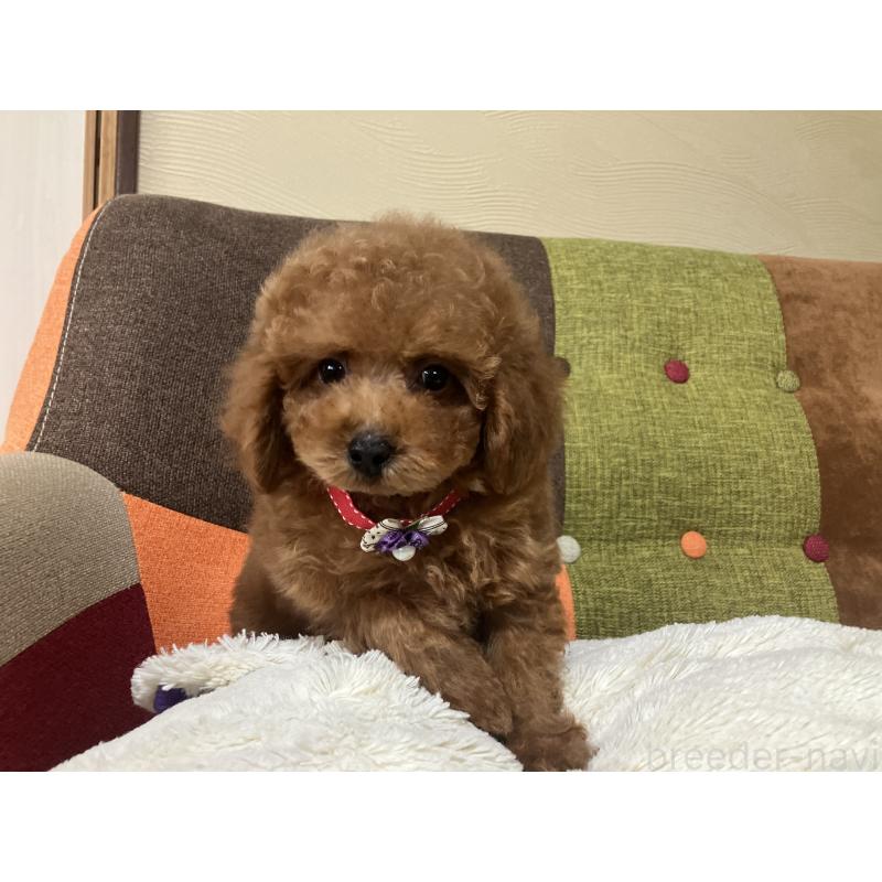 販売中の福岡県のトイプードル-430131の11枚目