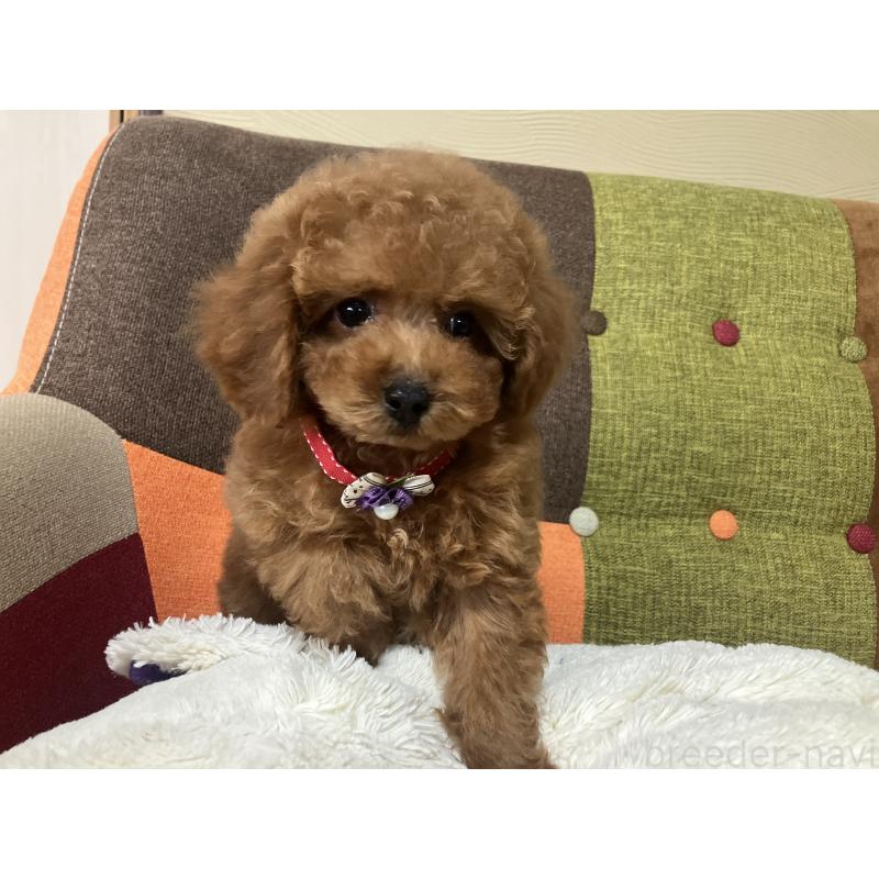 販売中の福岡県のトイプードル-430131の10枚目