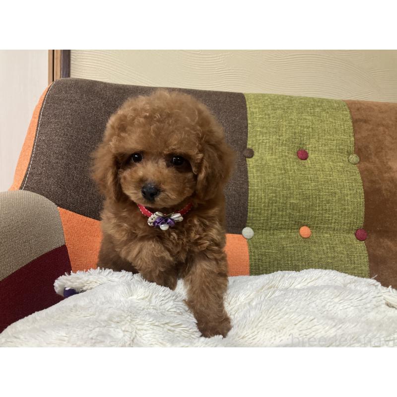 販売中の福岡県のトイプードル-430131の9枚目