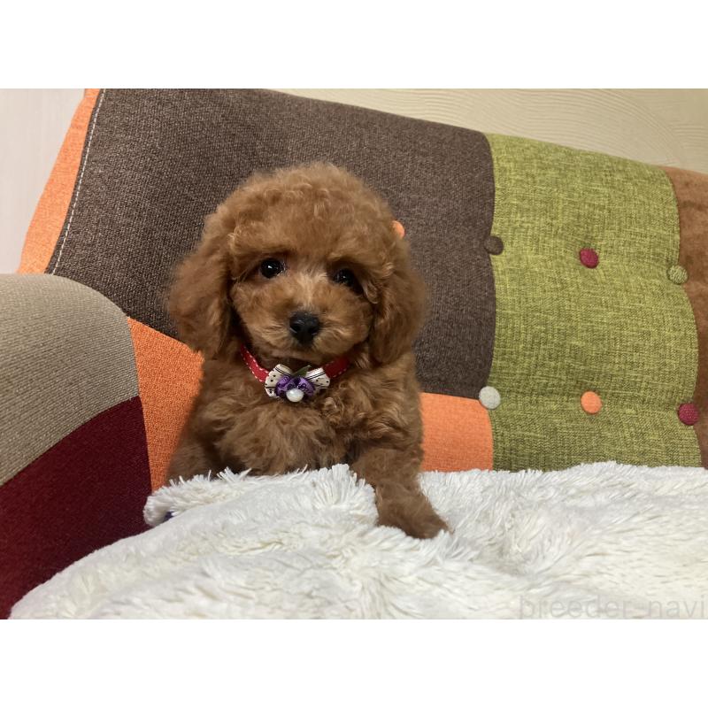 販売中の福岡県のトイプードル-430131の8枚目