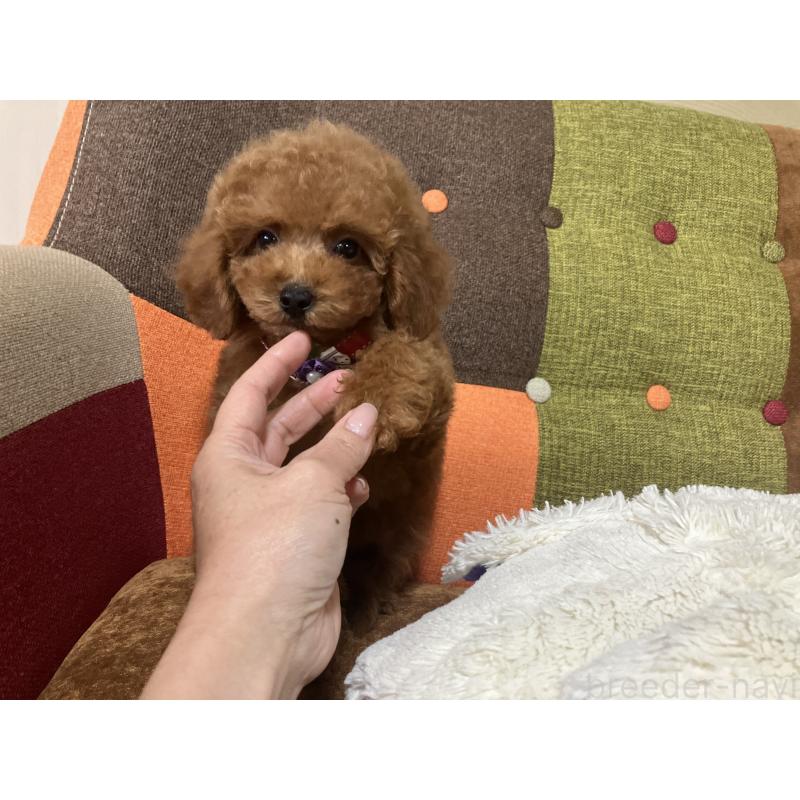 販売中の福岡県のトイプードル-430131の7枚目