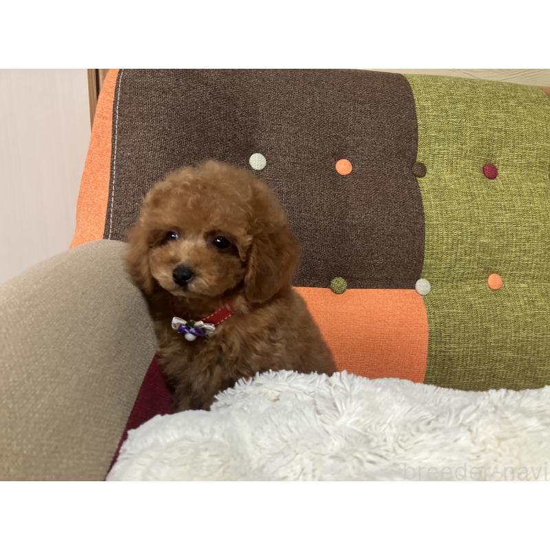 販売中の福岡県のトイプードル-430131の6枚目