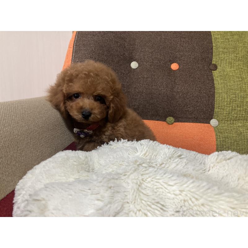 販売中の福岡県のトイプードル-430131の5枚目