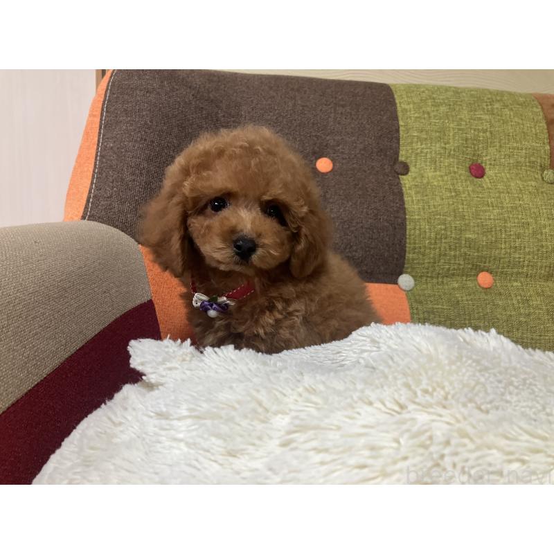 販売中の福岡県のトイプードル-430131の1枚目