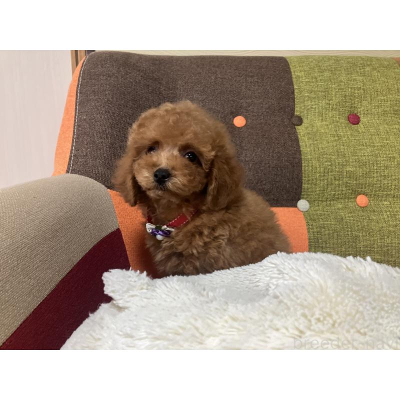 販売中の福岡県のトイプードル-430131の4枚目