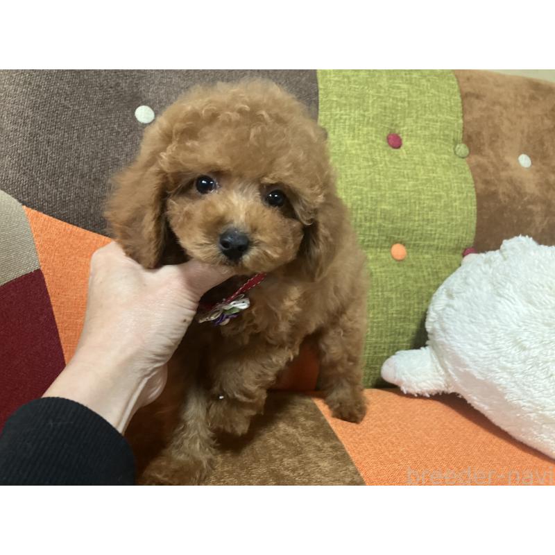 販売中の福岡県のトイプードル-430131の3枚目