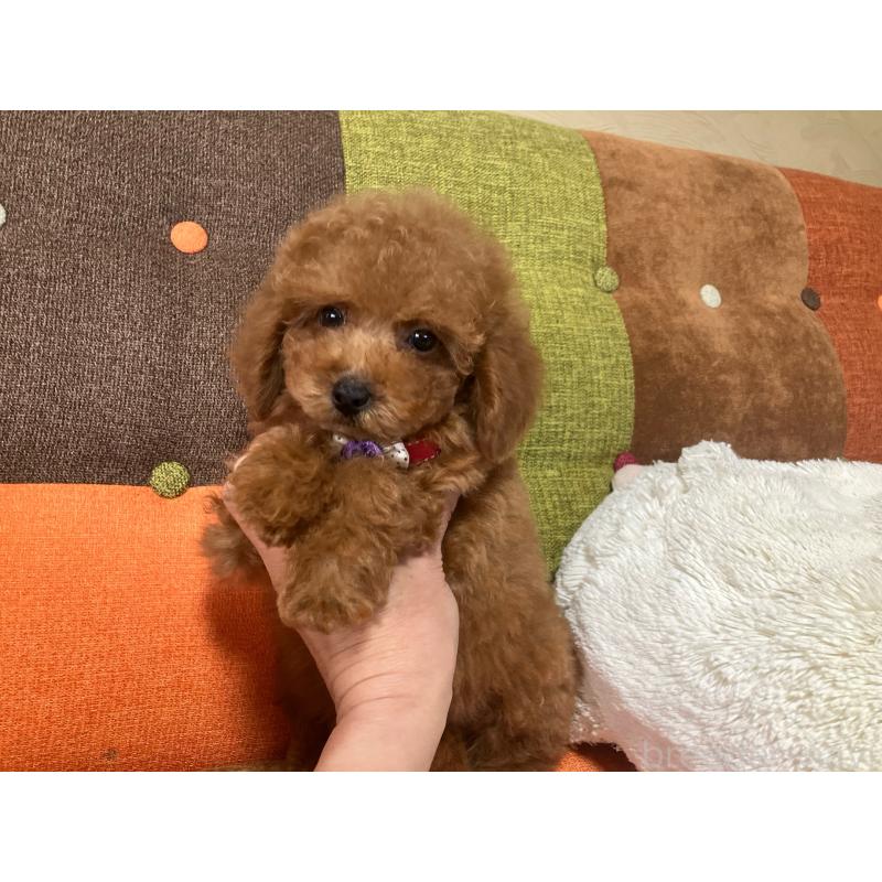 販売中の福岡県のトイプードル-430131の2枚目