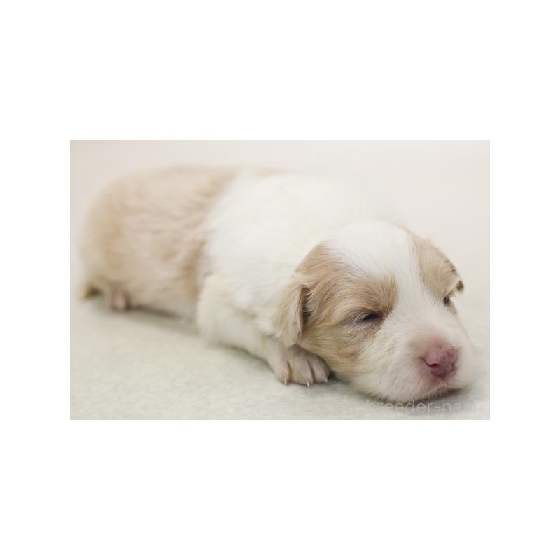 成約済の神奈川県のボーダーコリー-430119の6枚目