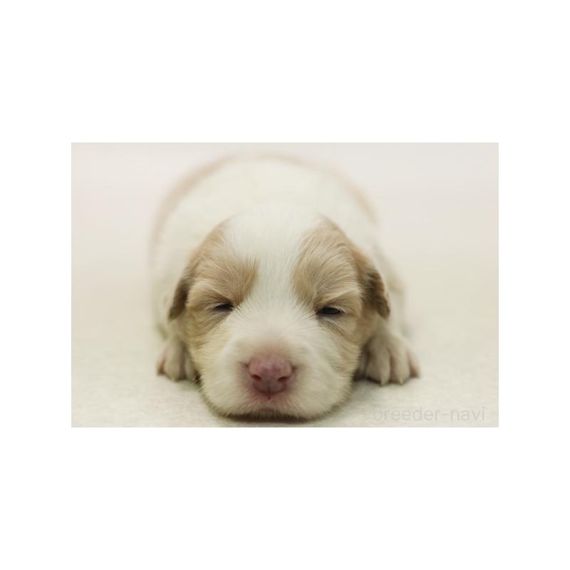 成約済の神奈川県のボーダーコリー-430119の3枚目