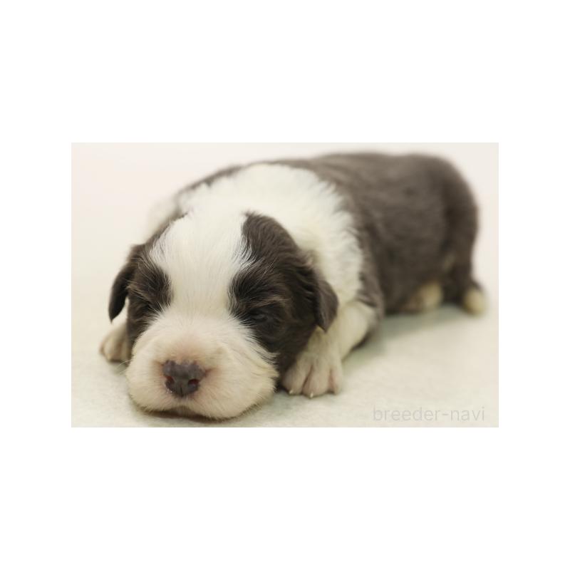 販売中の神奈川県のボーダーコリー-430120