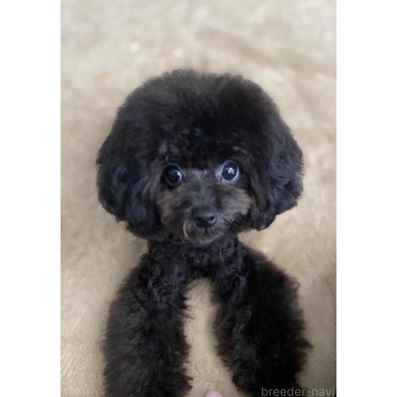 販売中の愛知県のティーカッププードル-410164