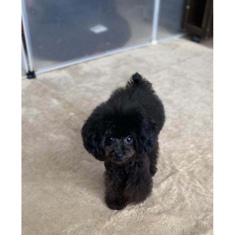 販売中の愛知県のティーカッププードル-410164の7枚目