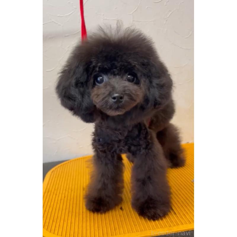 販売中の愛知県のティーカッププードル-410164の6枚目