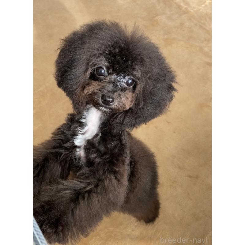 販売中の愛知県のティーカッププードル-410162の8枚目