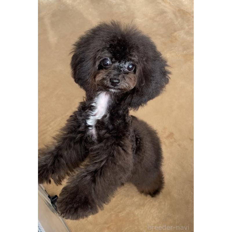 販売中の愛知県のティーカッププードル-410162