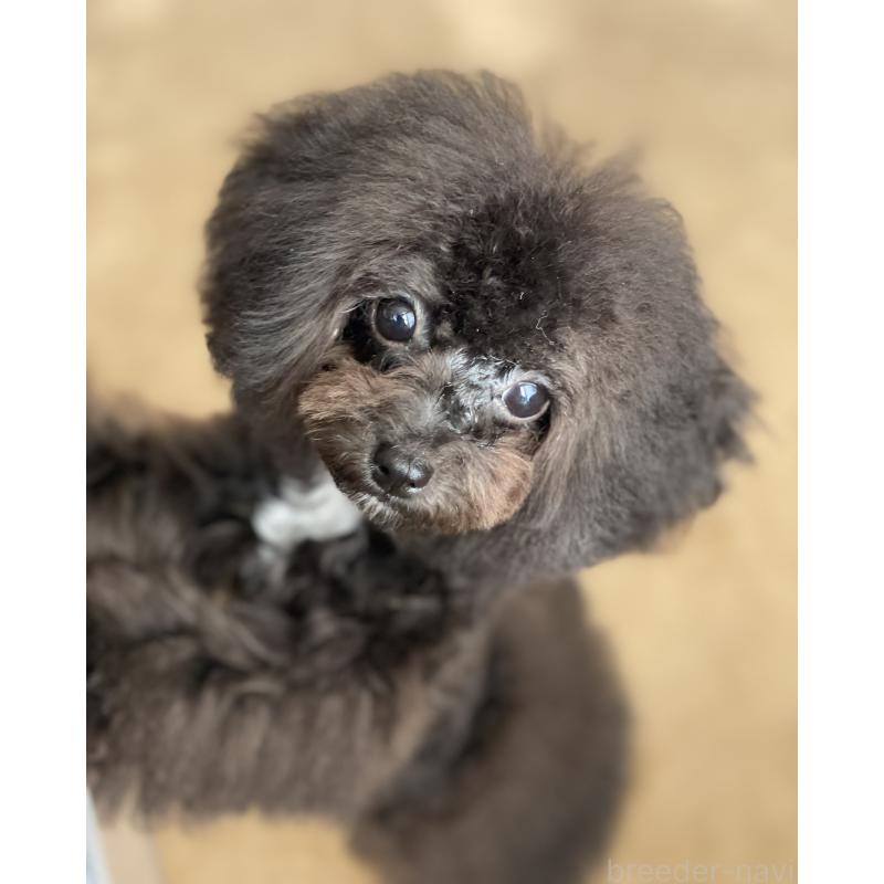 販売中の愛知県のティーカッププードル-410162の6枚目