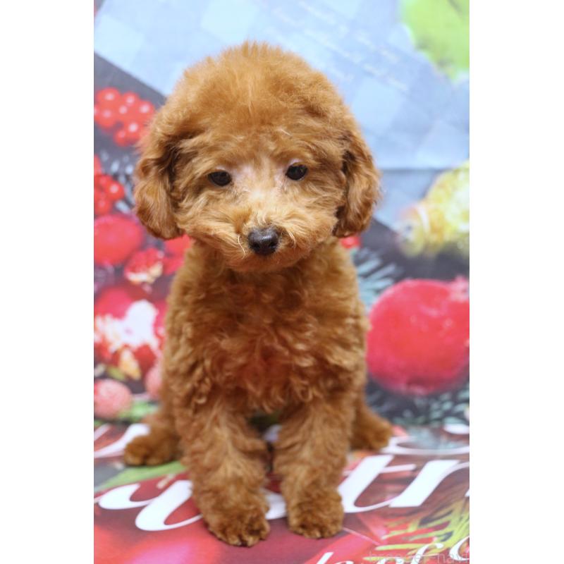 販売中の千葉県のタイニープードル-426930の5枚目