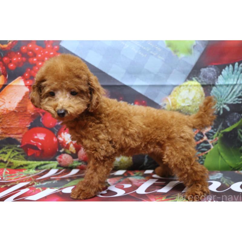 販売中の千葉県のタイニープードル-426930の4枚目