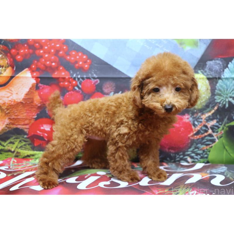 販売中の千葉県のタイニープードル-426930の3枚目