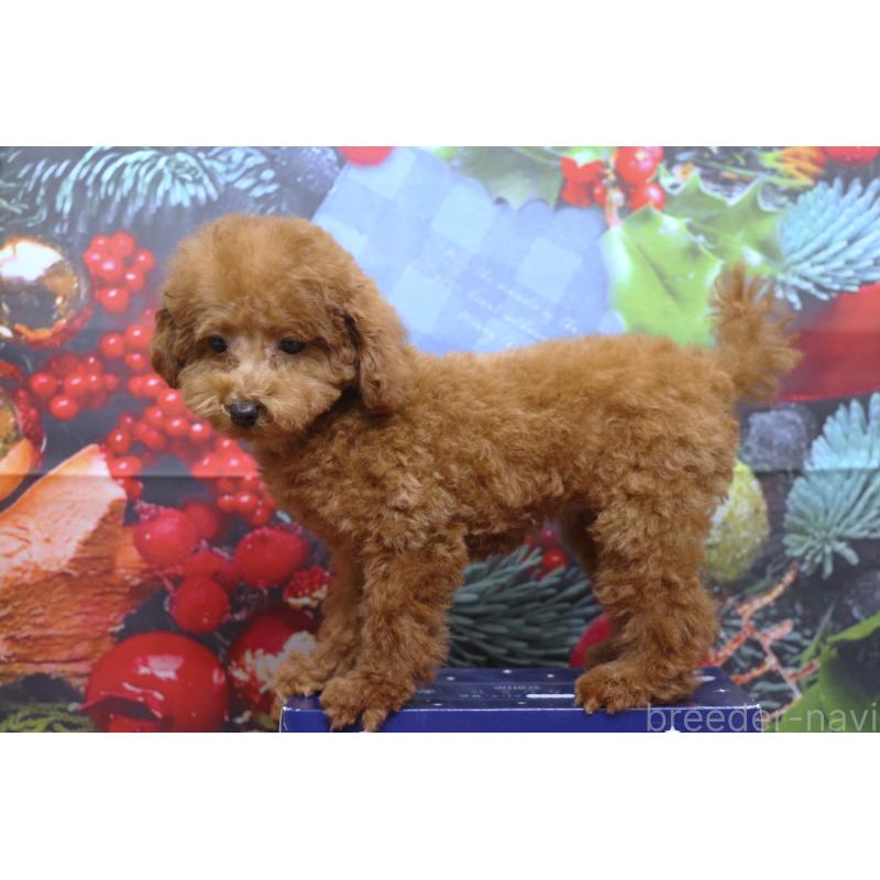 販売中の千葉県のタイニープードル-426930の2枚目