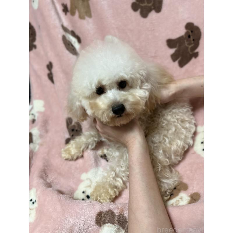 販売中の北海道のタイニープードル-374547の4枚目