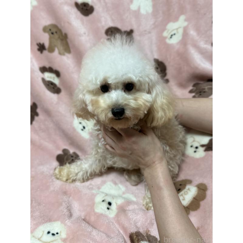 販売中の北海道のタイニープードル-374547の3枚目