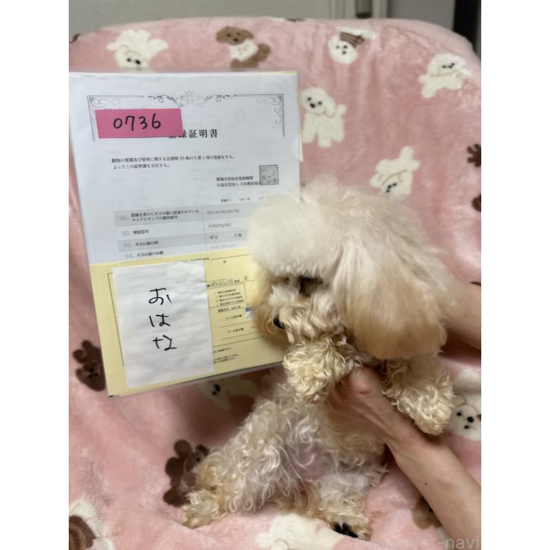 販売中の北海道のタイニープードル-374547の2枚目