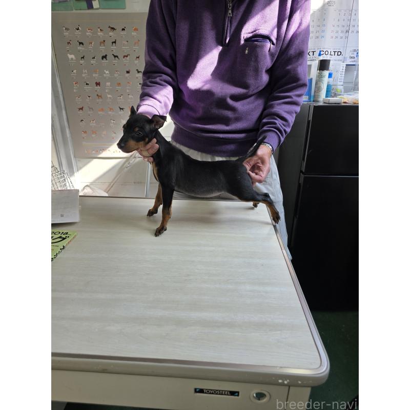 成約済の静岡県のトイマンチェスターテリア-418989の3枚目