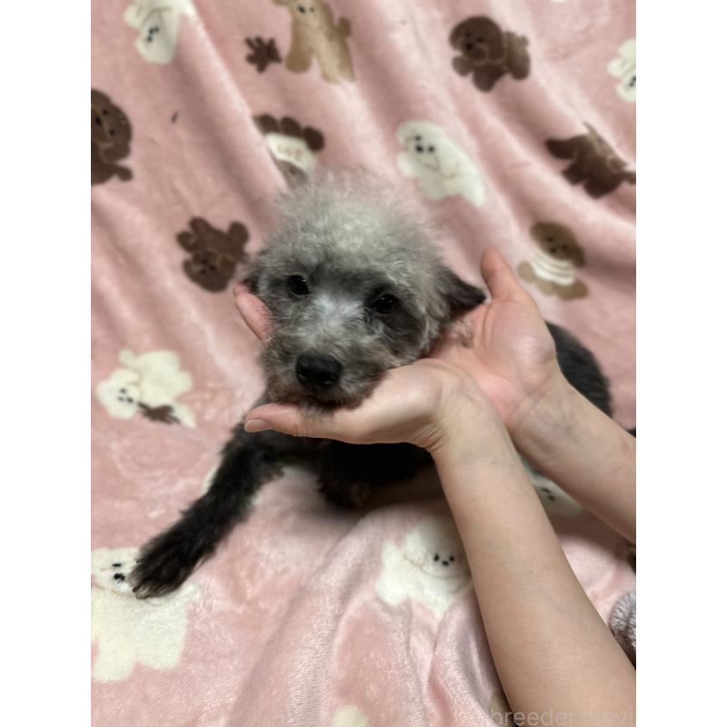 販売中の北海道のミックス犬-430132の4枚目