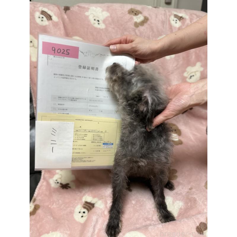 販売中の北海道のミックス犬-430132の3枚目