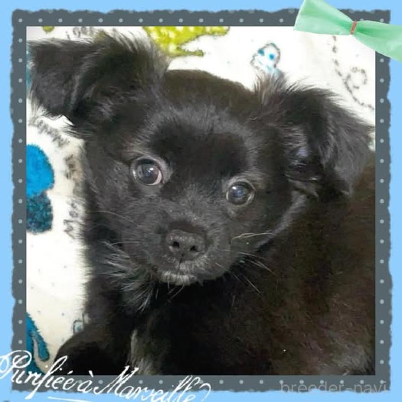 販売中の静岡県のチワプー:チワワ×トイプードル-414280の3枚目