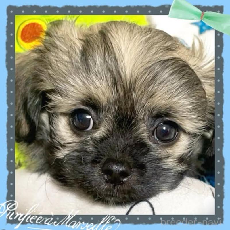 販売中の静岡県のチワプー:チワワ×トイプードル-417083の4枚目