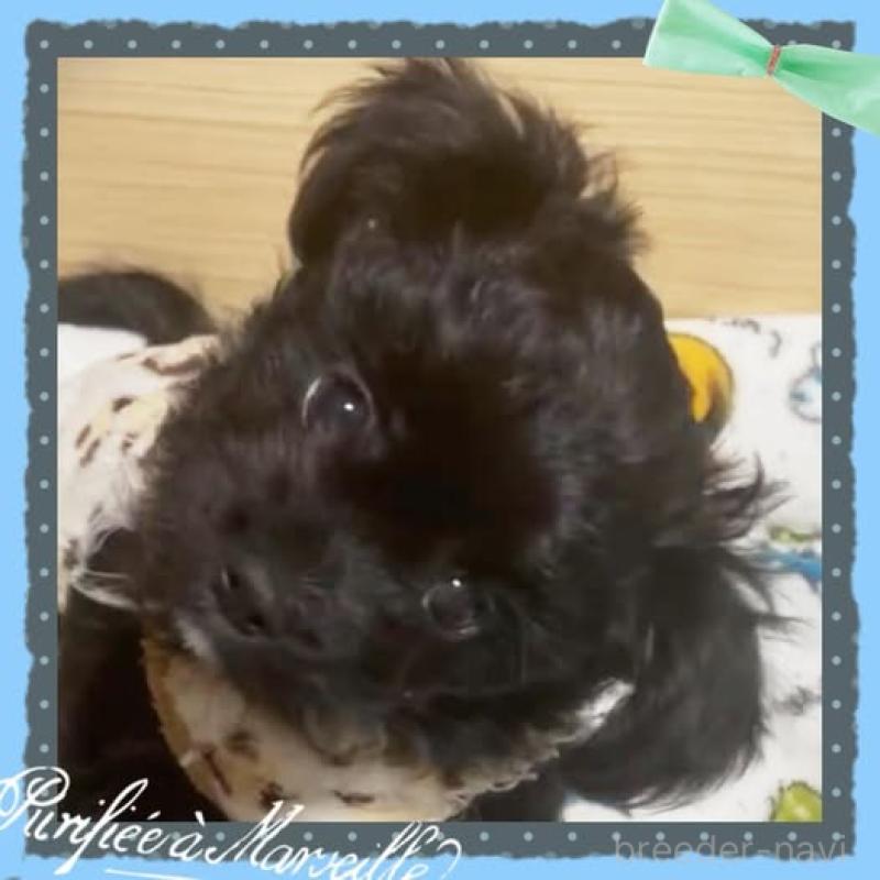 成約済の静岡県のチワプー:チワワ×トイプードル-417084の7枚目