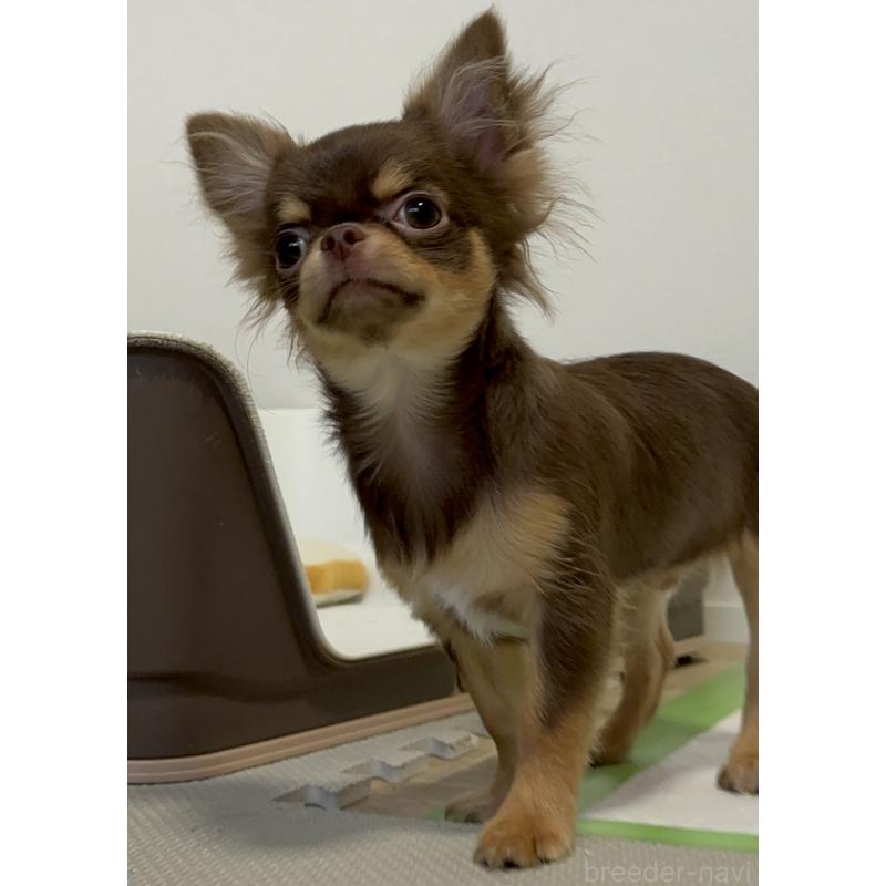 販売中の広島県のチワワ(ロングコート)-410389の7枚目