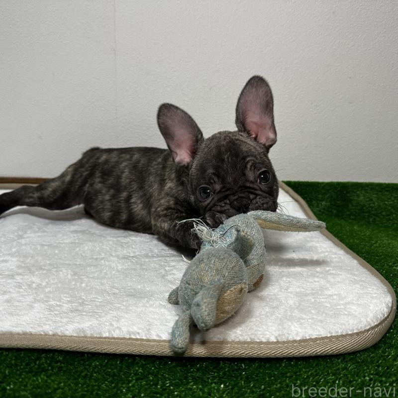 販売中の兵庫県のフレンチブルドッグ-422377の5枚目