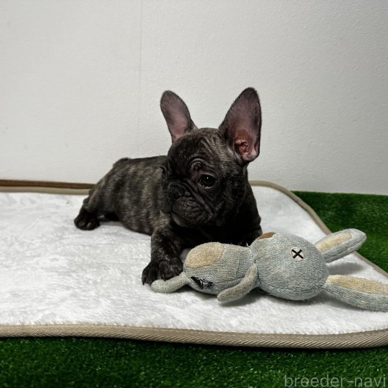 販売中の兵庫県のフレンチブルドッグ-422377の4枚目