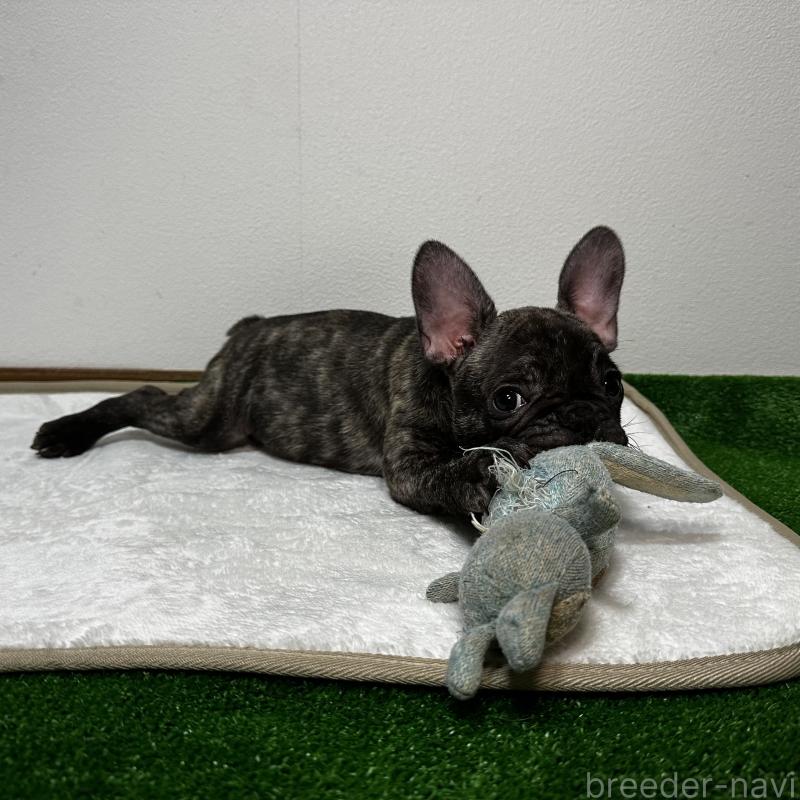 販売中の兵庫県のフレンチブルドッグ-422377の3枚目
